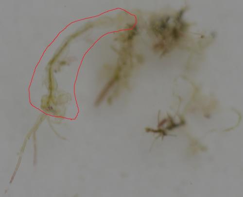 Réf. 211 331 : Pariambus typicus